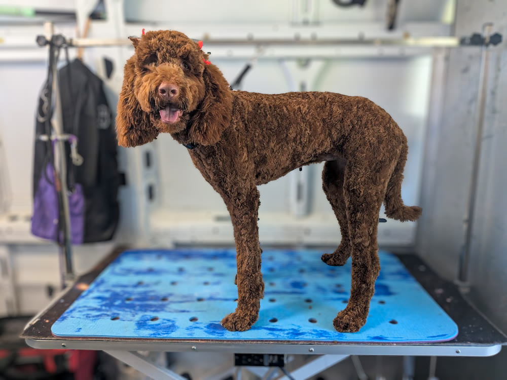 A freshly groomed dog on the table inside the Feather Touch mobile grooming van, which comes to homes in Westchase