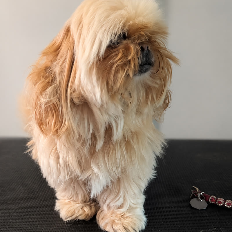 A cream shih tzu before grooming, coat grown long and hanging over the eyes