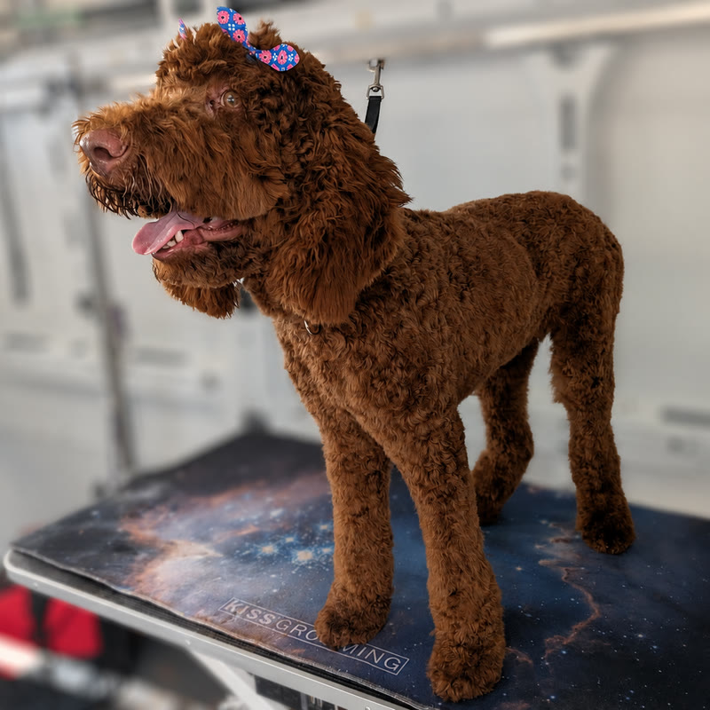 A chocolate doodle standing on the grooming table inside the Feather Touch van