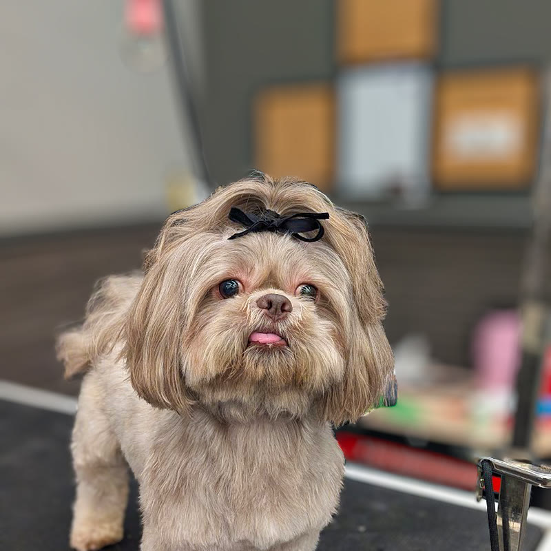 A grey and white shih tzu sitting on the table with a bow in its hair